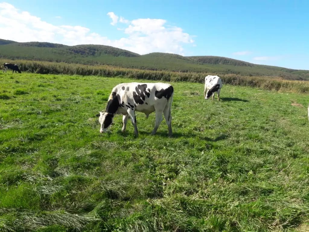 Свежая зелень, молоко и другие вкусные фермерские продукты от КФХ Косиновой Г. А.