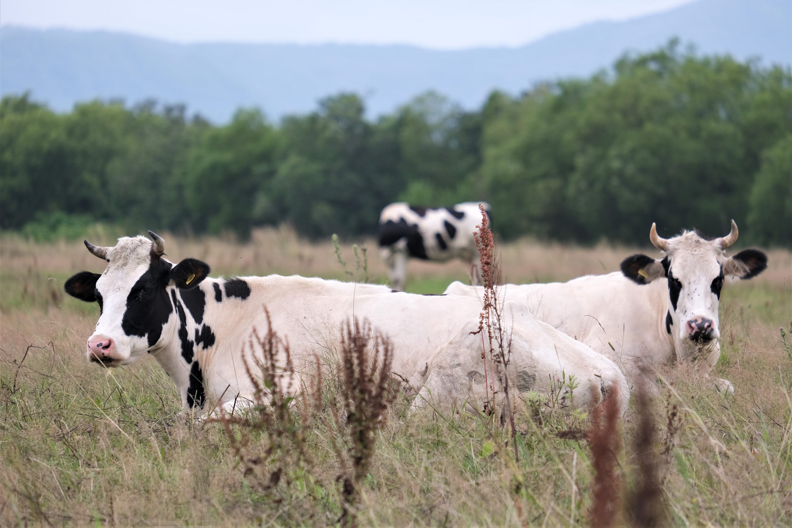 Молочная продукция