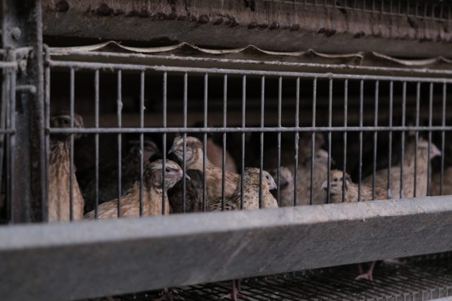 Свежая фермерская продукция от КФХ Сафронова В.М.