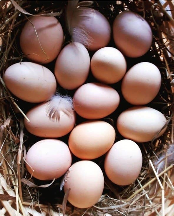 Продукция птицеводства КФХ Трегубляк Е.К.