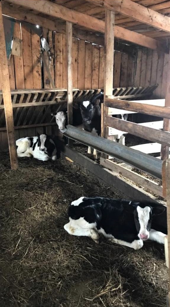 Анивская молочная продукция