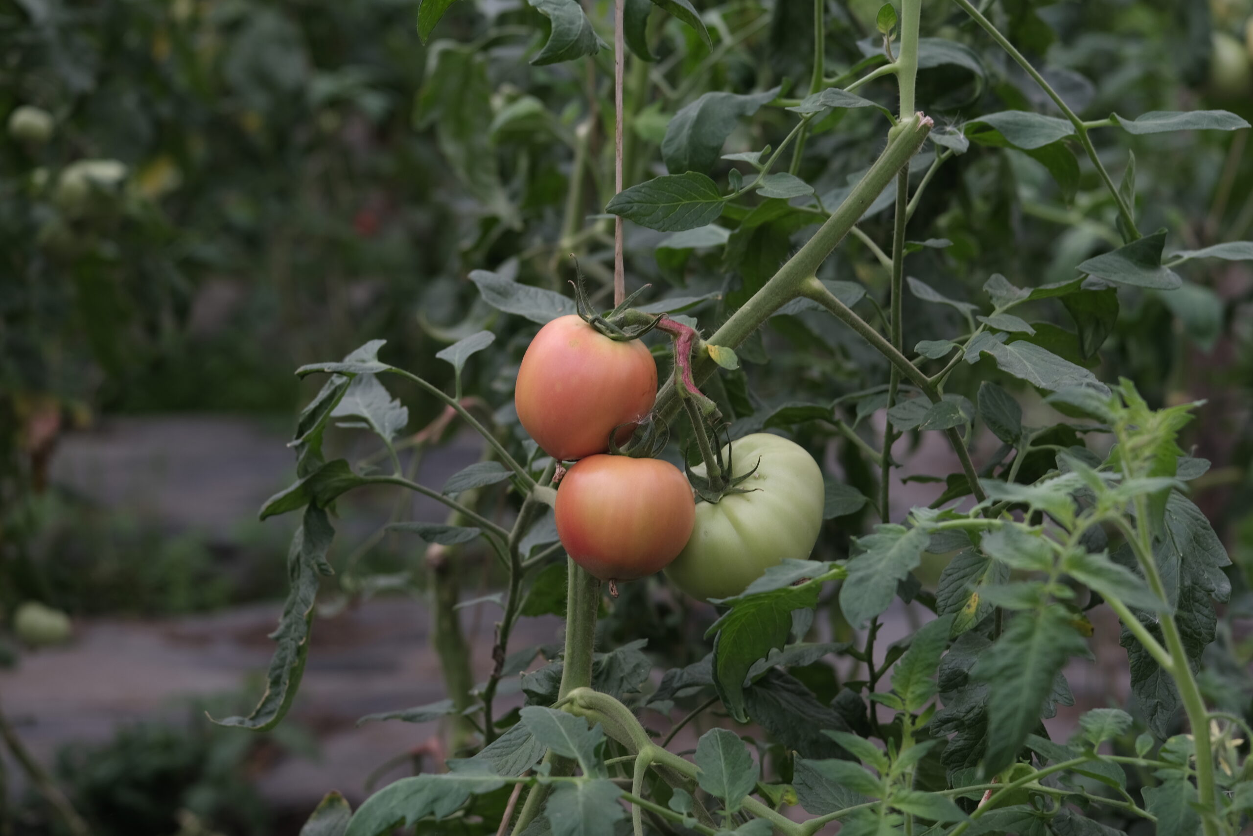 Фермерская продукция КФХ «Остров»