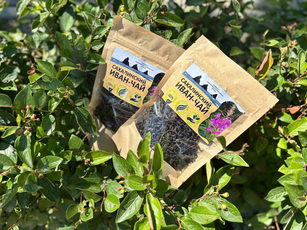 Сахалинский иван-чай