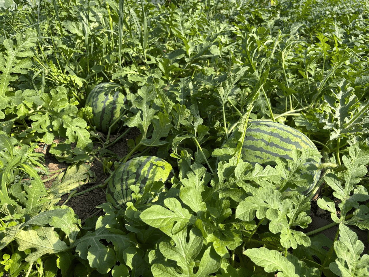 Сахалинские арбузы