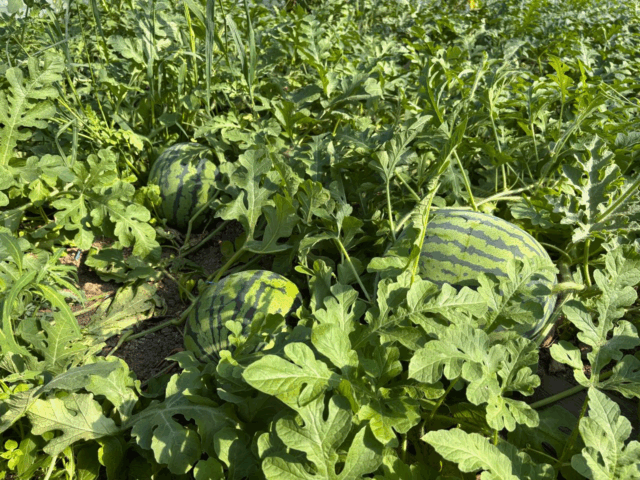 Сахалинский фермер выращивает бахчевые культуры благодаря господдержке